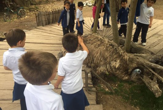 Pre Kinder visita Buin Zoo