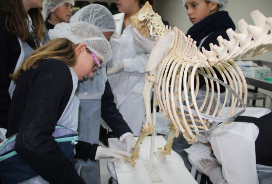 5° Básicos Visitan Universidad Mayor