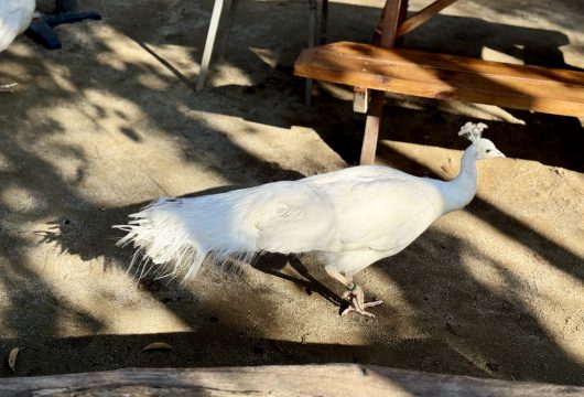 IMG_4704